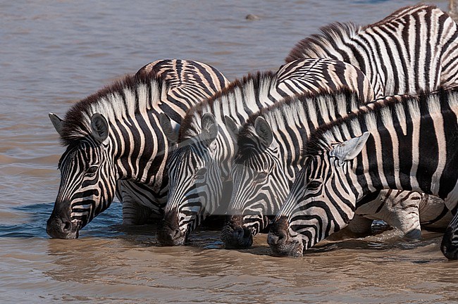 A group of Burchell's zebras, Equus burchelli, drink from a waterhole. Etosha National Park, Namibia. stock-image by Agami/Sergio Pitamitz,