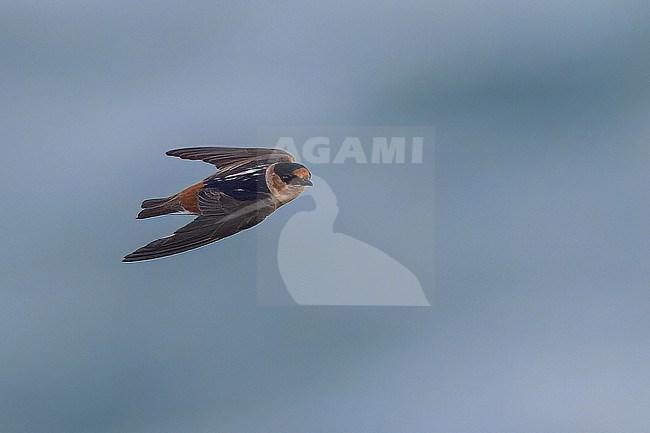 Cave Swallow (Petrochelidon fulva) in flight  in Puerto Rico stock-image by Agami/Dubi Shapiro,