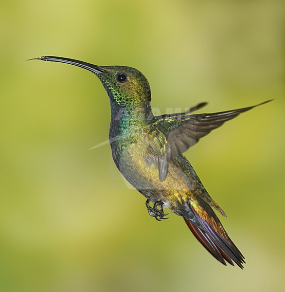 Groenkeelmango in vlucht, Green-throated Mango in flight stock-image by Agami/David Hemmings,