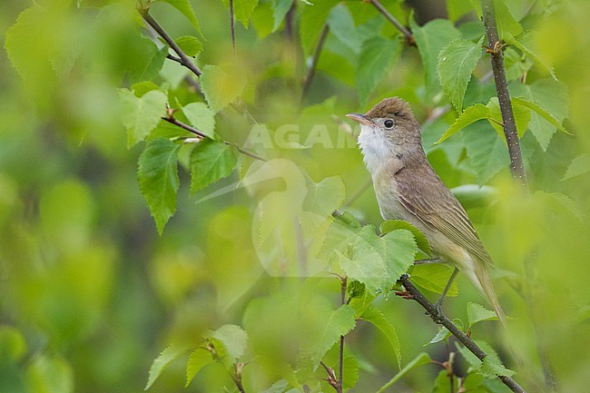 Thick-billed Warbler, Arundinax aedon aedon, Russia (Baikal), adult stock-image by Agami/Ralph Martin,