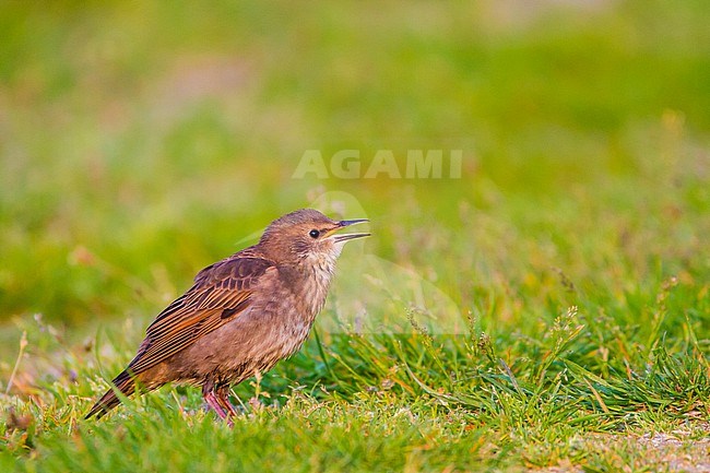 Spreeuw, European Starling, Sturnus vulgaris young being fed by adult stock-image by Agami/Menno van Duijn,
