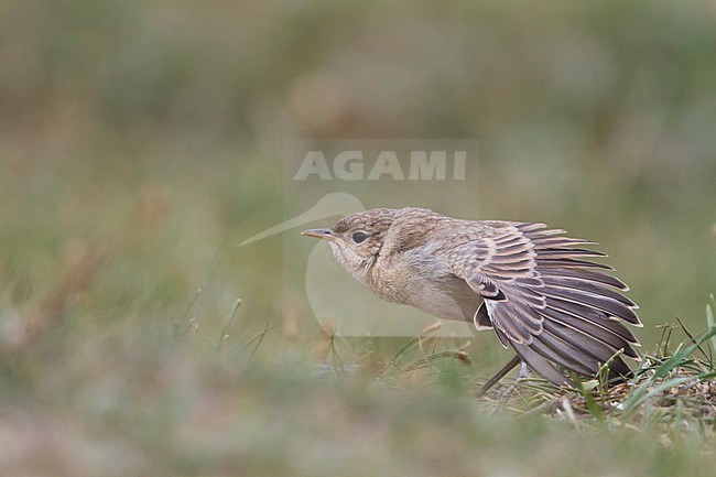 Isabelline Wheatear - Isabellsteinschmätzer - Oenanthe isabellina, Kazakhstan, juvenile stock-image by Agami/Ralph Martin,