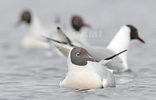 Kokmeeuw zwemmend; Common Black-headed Gull swimming stock-image by Agami/Markus Varesvuo,