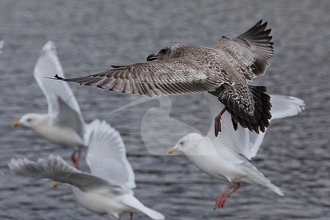 Amerikaanse Zilvermeeuw; American Herring Gull stock-image by Agami/Chris van Rijswijk,