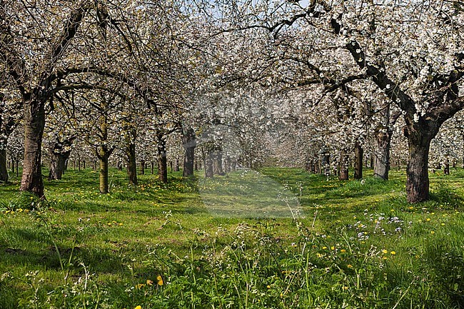 Blossom trees in bloom at the Betuwe in spring stock-image by Agami/Marc Guyt,