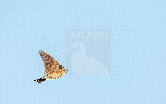 Eurasian Skylark (Alauda arvensis) in the Netherlands. Singing in flight. stock-image by Agami/Marc Guyt,