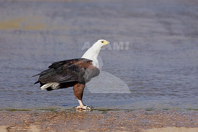 Afrikaanse Zeearend zittend op stuwdam, African Fish Eagle sitting on dam, stock-image by Agami/Walter Soestbergen,