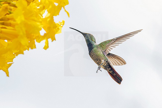 Puerto Rican Mango (Anthracothorax aurulentus) in Puerto Rico. stock-image by Agami/Pete Morris,