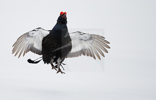 Mannetje Korhoen in de sneeuw, Male Black grouse in snow stock-image by Agami/Markus Varesvuo,