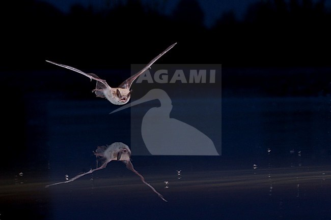 Meervleermuis foeragerend boven water, Pond Bat foraging stock-image by Agami/Theo Douma,