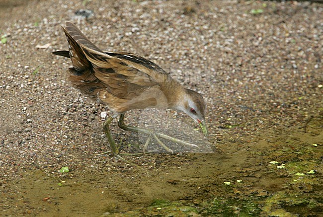 Klein Waterhoen zoekend naar voedsel; Little Crake looking for food stock-image by Agami/Bill Baston,