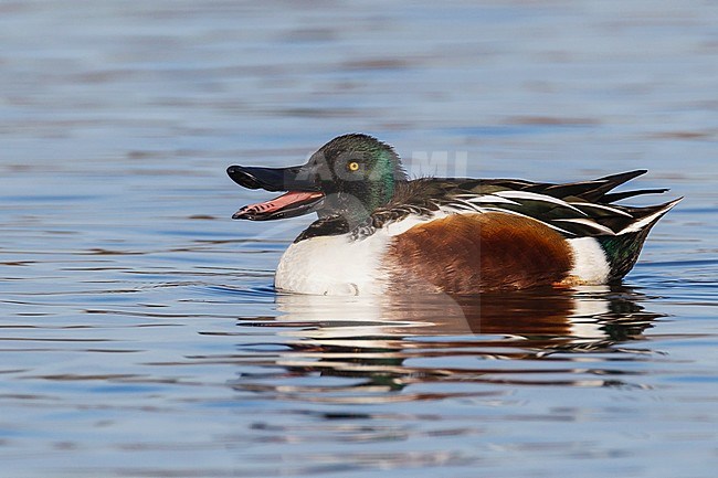 Adult male
Colusa Co., CA
December 2012 stock-image by Agami/Brian E Small,
