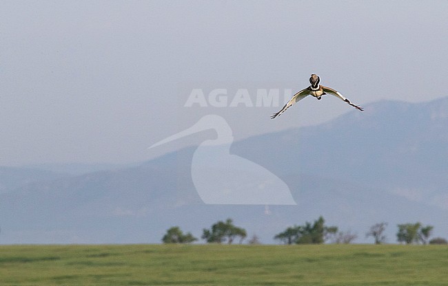Adult male Little Bustard (Tetrax tetrax) in display flight near it’s lek in Catalonia, Spain. stock-image by Agami/Marc Guyt,