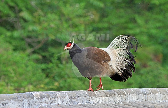 Brown eared pheasant (Crossoptilon mantchuricum) walking on a wall in China. stock-image by Agami/Pete Morris,