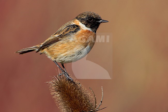 Mannetje Roodborsttapuit; Male European Stonechat stock-image by Agami/Daniele Occhiato,