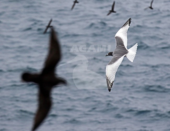 Adult Swallow-tailed Gull (Creagrus furcatus) on the Galapagos islands, Ecuador. Flying over the ocean with other seabirds. stock-image by Agami/Dani Lopez-Velasco,