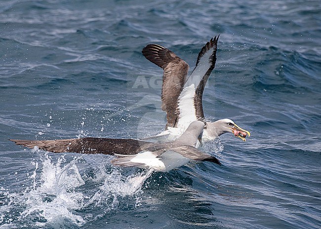 Adult Northern Buller's Albatross (Thalassarche bulleri platei) during a chumming session off Chatham Islands, New Zealand. Two Albatrosses fighting for food. stock-image by Agami/Marc Guyt,