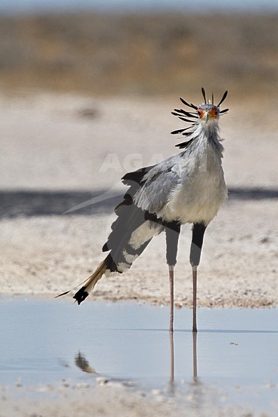 Secretarisvogel in water plas, Secretarybird in water hole stock-image by Agami/Wil Leurs,