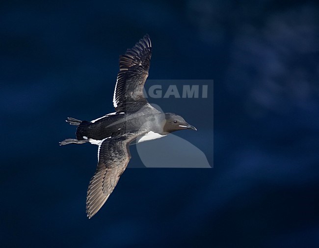 BrÃ¼nnichs Murre adult flying;Kortbekzeekoet volwassen vliegend stock-image by Agami/Markus Varesvuo,