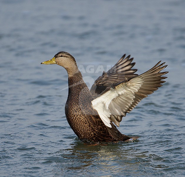  stock-image by Agami/Mike Danzenbaker,