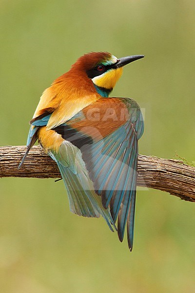 europese bijeneter zittend op tak; European Bee-eater sitting on pearch; stock-image by Agami/Walter Soestbergen,