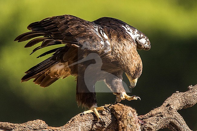 Spaanse Keizerarend, Spanish Imperial Eagle, Aquila adalberti stock-image by Agami/Oscar Díez,