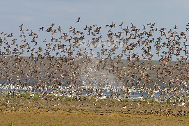 Curlew Sandpiper flock flying; Krombekstrandloper groep vliegend stock-image by Agami/Arnold Meijer,