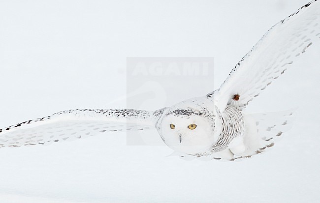 Sneeuwuil in de vlucht; Snowy Owl in vlucht stock-image by Agami/Markus Varesvuo,