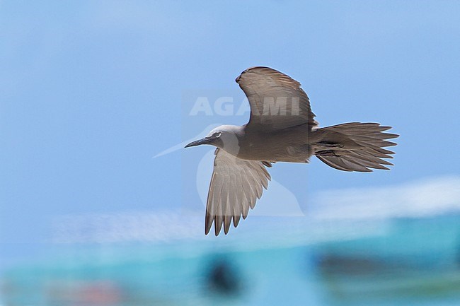 Brown Noddy on Rodrigues Island in the Indian Ocean. stock-image by Agami/Dubi Shapiro,