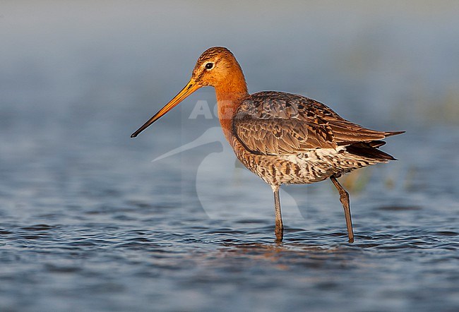 Adult Black-tailed Godwit (Limosa limosa) during spring in a wet meadow in Marken, Netherlands. stock-image by Agami/Marc Guyt,