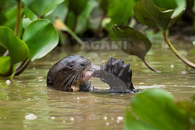 A giant otter, Pteronura brasiliensis, feeding on a fish in the Cuiaba River. Mato Grosso Do Sul State, Brazil. stock-image by Agami/Sergio Pitamitz,