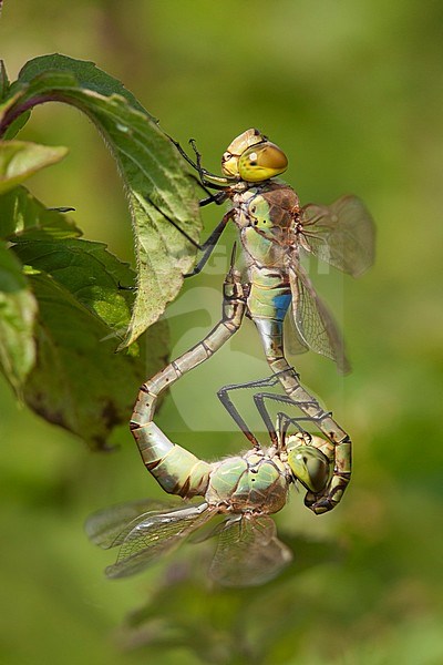 Adult male and female Vagrant Emperor (Anax ephippiger) mating wheel on Water Mint at the Millingerwaard in the Netherlands. stock-image by Agami/Fazal Sardar,