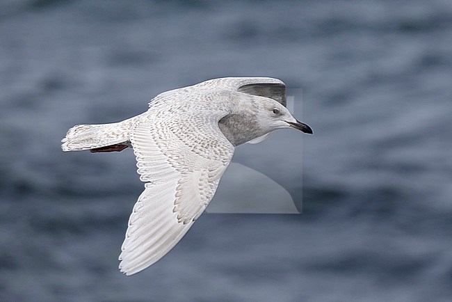Kumliens Meeuw, Kumlien's Gull, Larus glaucoides kumlieni stock-image by Agami/Chris van Rijswijk,