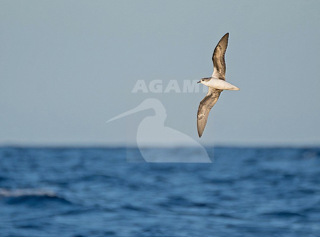 Zino's Petrel (Pterodroma madeira) at sea off Madeira, Portugal. stock-image by Agami/Pete Morris,