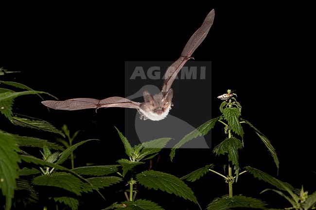 Gewone grootoorvleermuis vliegend; Brown long-eared bat flying stock-image by Agami/Theo Douma,