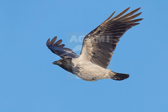 Hooded Crow (Corvus cornix) in Italy. stock-image by Agami/Daniele Occhiato,