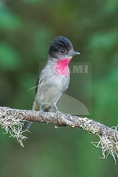 Adult male
Nuevo Leon, Mexico
May 2022 stock-image by Agami/Brian E Small,