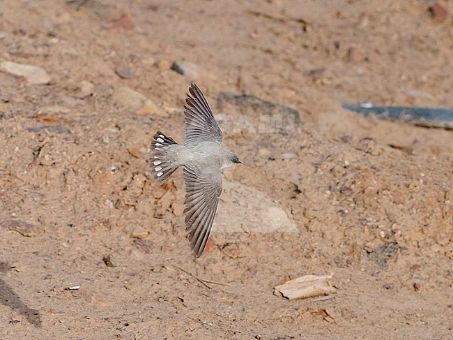 Pale Crag Martin (Ptyonoprogne obsoleta) in flight. Seen from above, showing tail pattern. Israel, Asia stock-image by Agami/Markku Rantala,
