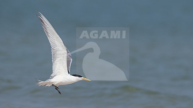 Greater crested tern, Thalasseus bergii, in flight. stock-image by Agami/Ian Davies,