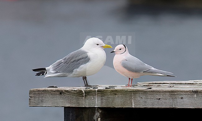 Close-up side view of an adult male Ross's Gull (Rhodostethia rosea) roosting on the pier with an adult Black-legged Kittiwake (Rissa tridactyla). stock-image by Agami/Markku Rantala,