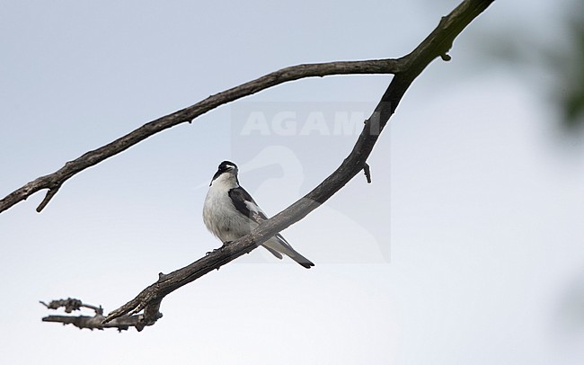 Adult male Iberian Pied Flycatcher (Ficedula hypoleuca iberiae) perched at the Cantabrian Mountains, Castillia y Leon, Spain stock-image by Agami/Helge Sorensen,