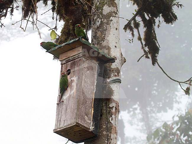 Met uitsterven bedreigde El-Oroparkiet rond nestkasten; Endangered El Oro Parakeet (Pyrrhura orcesi) hanging around articifal nestboxes stock-image by Agami/Pete Morris,