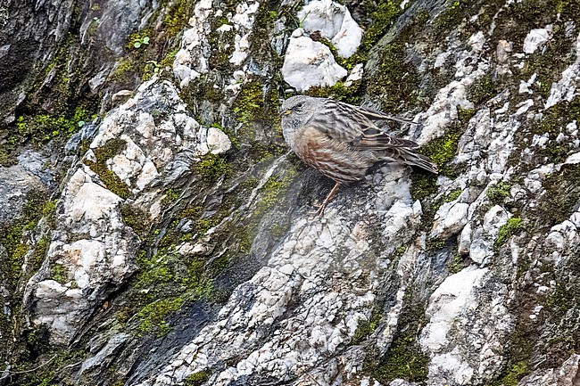 Western Alpine Accentor (Prunella collaris collaris) sitting on a cliff in castle of Bouillon, Luxembourg, Belgium. stock-image by Agami/Vincent Legrand,