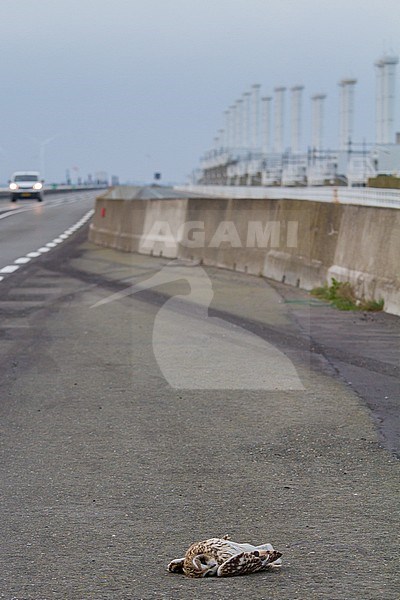 Short-eared Owl, Asio flameous roadkill dead lying on the road hit by a car.  Bird in landscape with Oosterscheldekering in the background. stock-image by Agami/Menno van Duijn,
