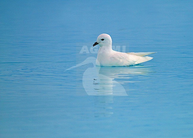 Snow Petrel (Pagodroma nivea) stock-image by Agami/Pete Morris,