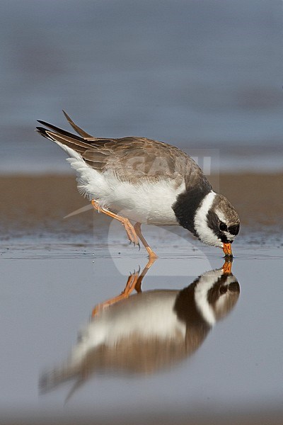 Common Ringed Plover, Charadrius hiaticula stock-image by Agami/Jari Peltomäki,