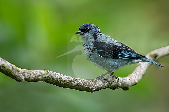 Birds of Guatemala stock-image by Agami/Dubi Shapiro,