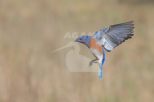 Adult male
Santa Barbara Co., CA
November 2021 stock-image by Agami/Brian E Small,
