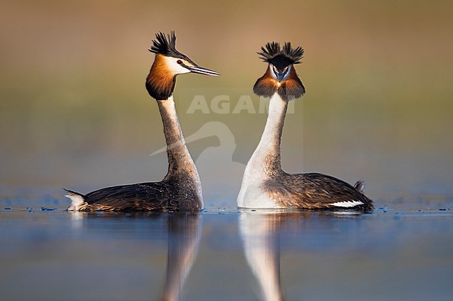Great Crested Grebe (Podiceps cristatus) swimming in breeding plumage. Two grebes displaying. stock-image by Agami/Daniele Occhiato,