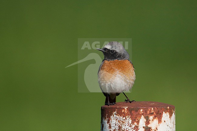 Common Redstart - Gartenrotschwanz - Phoenicurus phoenicurus ssp. phoenicurus, Germany, adult male stock-image by Agami/Ralph Martin,